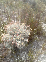 Syncarpha gnaphaloides