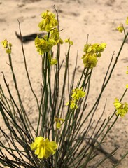 Glischrocaryon behrii