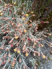 Syncarpha gnaphaloides