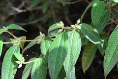 Miconia laxiflora