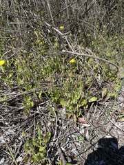 Urospermum picroides