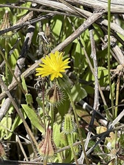 Urospermum picroides