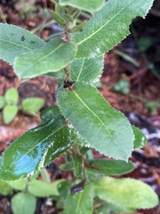 Arctostaphylos andersonii
