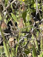 Urospermum picroides