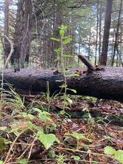 Arctostaphylos andersonii