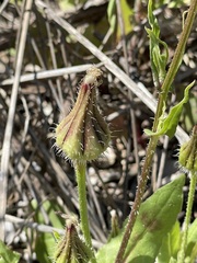 Urospermum picroides