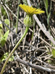 Urospermum picroides