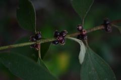 Miconia sericea