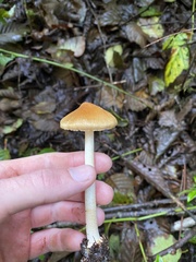 Leratiomyces squamosus