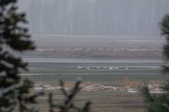 Cygnus columbianus