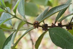 Miconia sericea