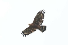 Polyboroides typus typus