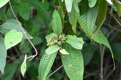 Miconia laevigata