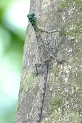 Draco