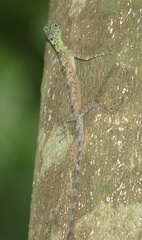 Draco