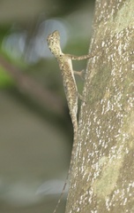 Draco