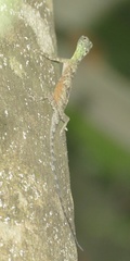 Draco
