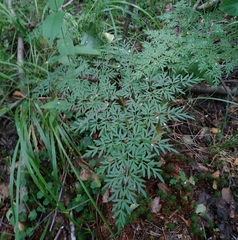 Peucedanum palustre