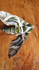 Daphnis nerii