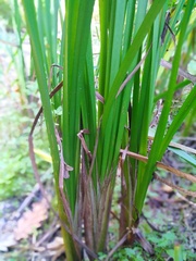 Sparganium erectum
