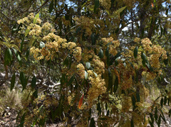 Pomaderris argyrophylla