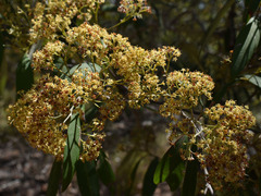 Pomaderris argyrophylla