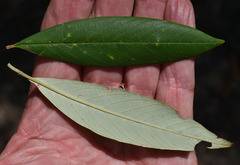 Pomaderris argyrophylla