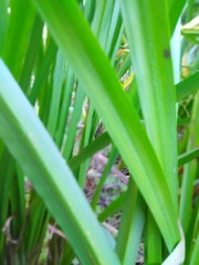 Sparganium erectum