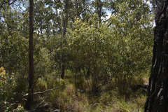 Pomaderris argyrophylla