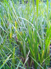 Sparganium erectum