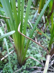 Sparganium erectum