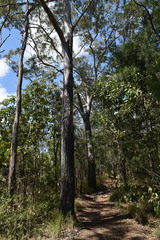 Eucalyptus cloeziana