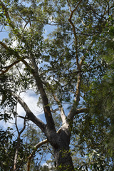 Eucalyptus cloeziana