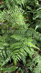 Diplazium dilatatum