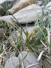 Carex pumila
