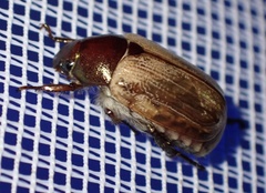 Anomala brachycaula