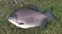 Piaractus brachypomus