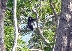 Trachypithecus obscurus