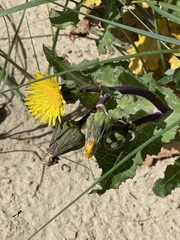 Sonchus oleraceus