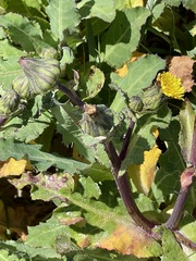Sonchus oleraceus