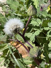 Sonchus oleraceus