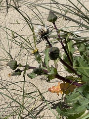 Sonchus oleraceus