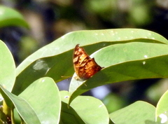 Vagrans sinha
