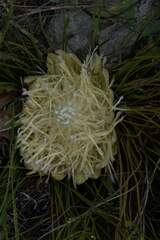 Protea scorzonerifolia