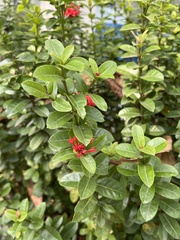 Ixora coccinea