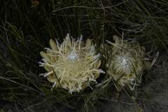 Protea scorzonerifolia
