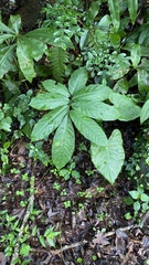 Millettia pachycarpa