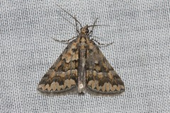 Dichromodes haematopa