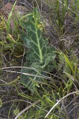 Lichtensteinia lacera