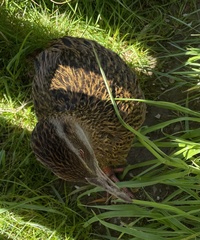 Gallirallus australis australis